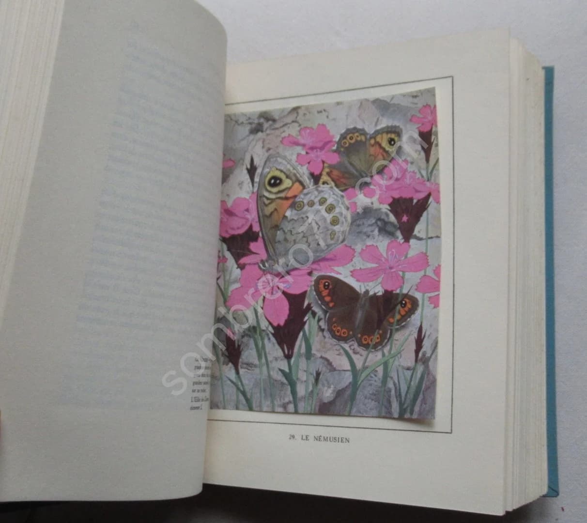 Les Papillons dans la Nature - Image 4