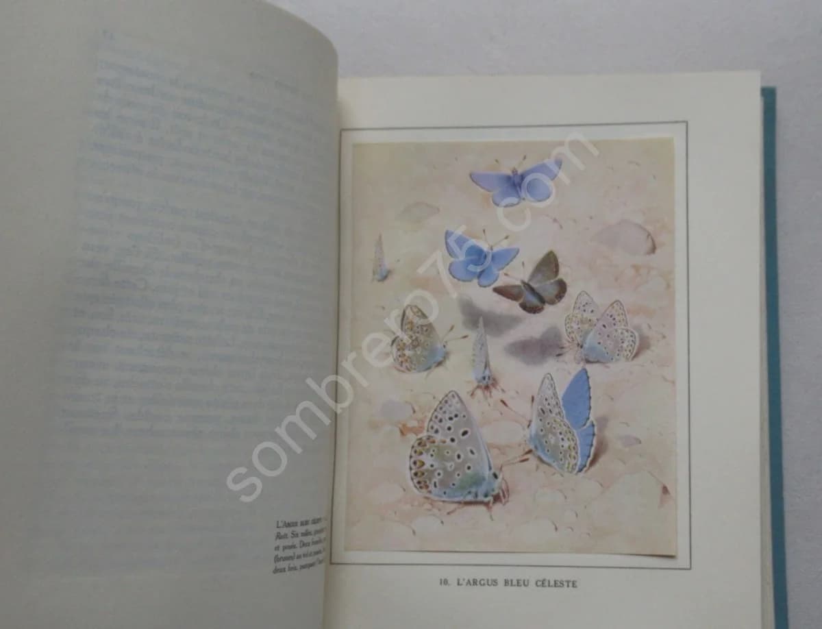 Les Papillons dans la Nature - Image 5