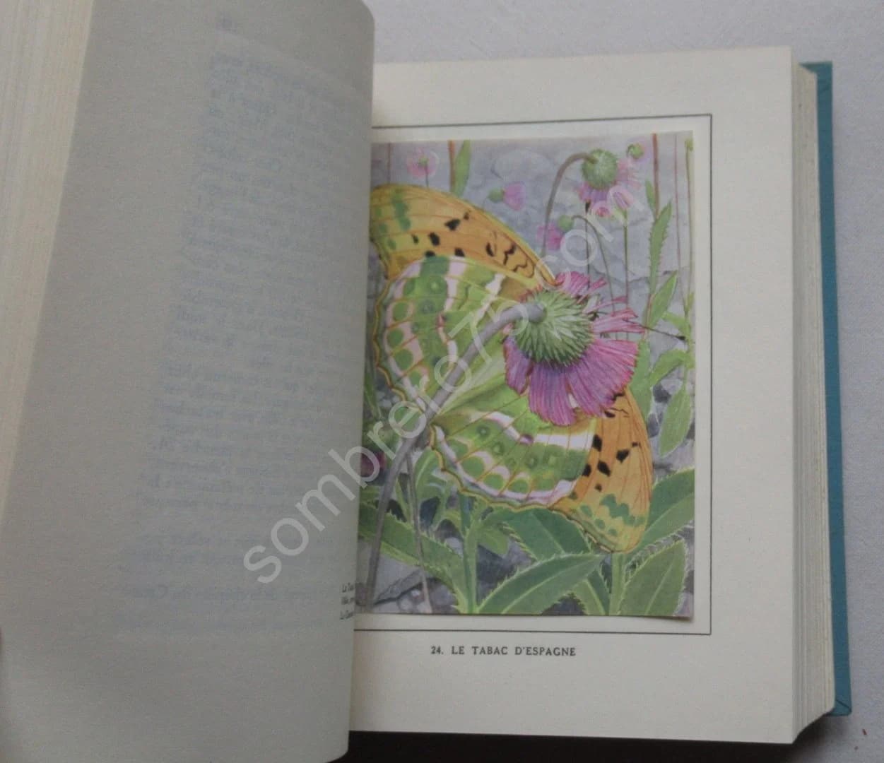 Les Papillons dans la Nature - Image 6