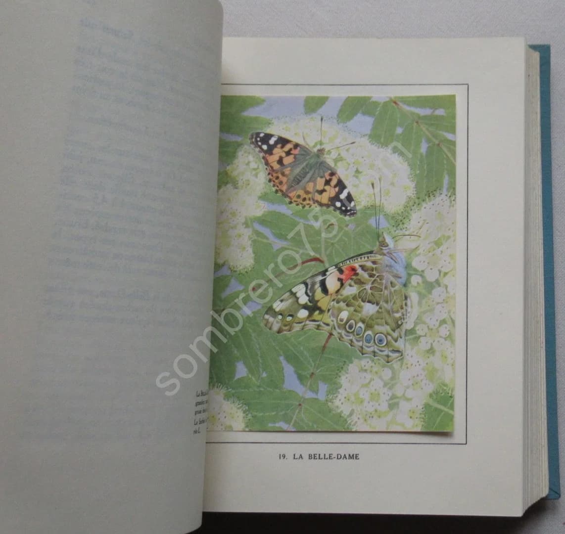 Les Papillons dans la Nature - Image 7