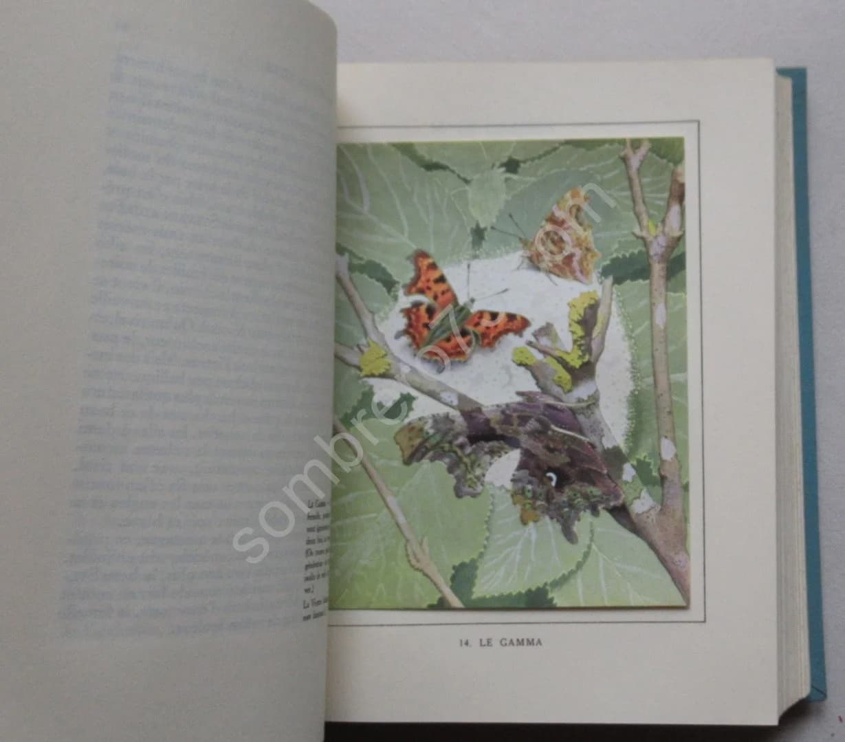 Les Papillons dans la Nature - Image 8