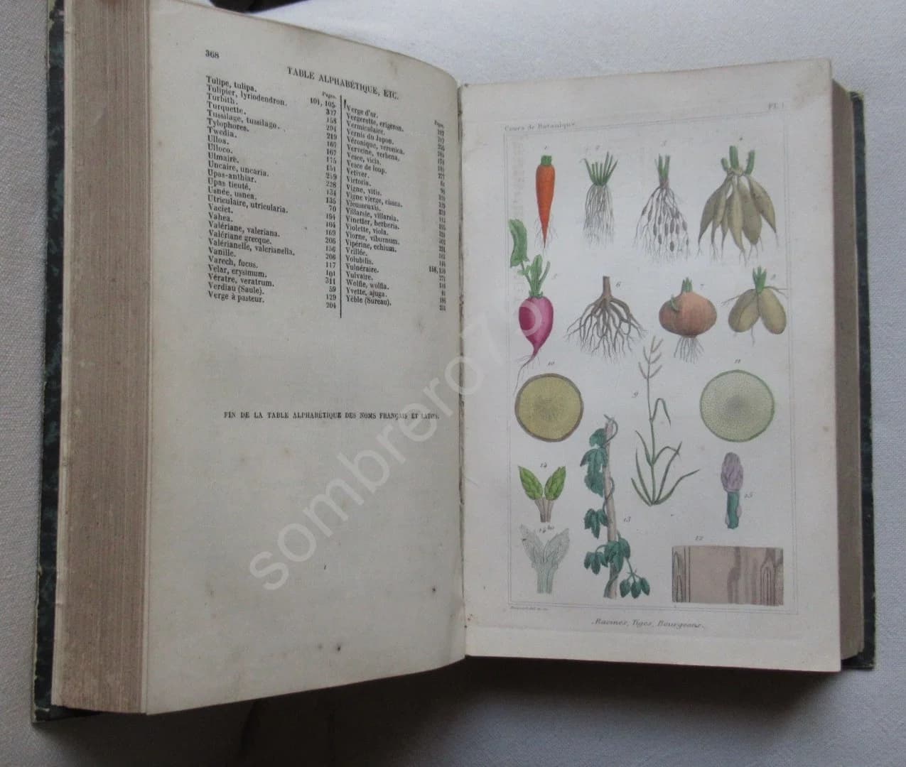 Traité des Plantes Médicinales Indigènes - Image 3