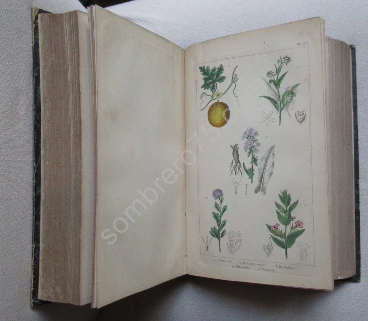 Traité des Plantes Médicinales Indigènes - Image 4