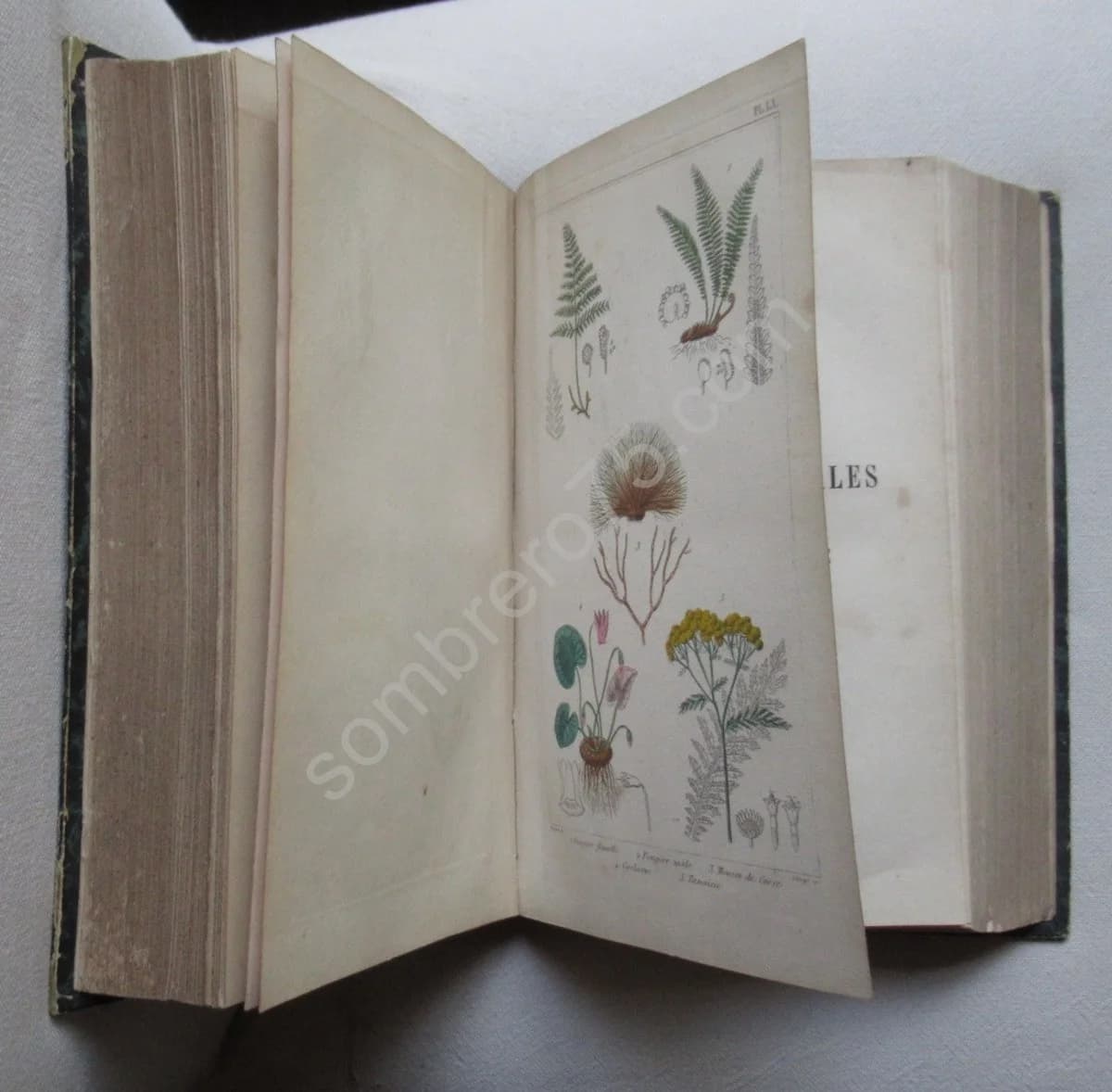 Traité des Plantes Médicinales Indigènes - Image 5