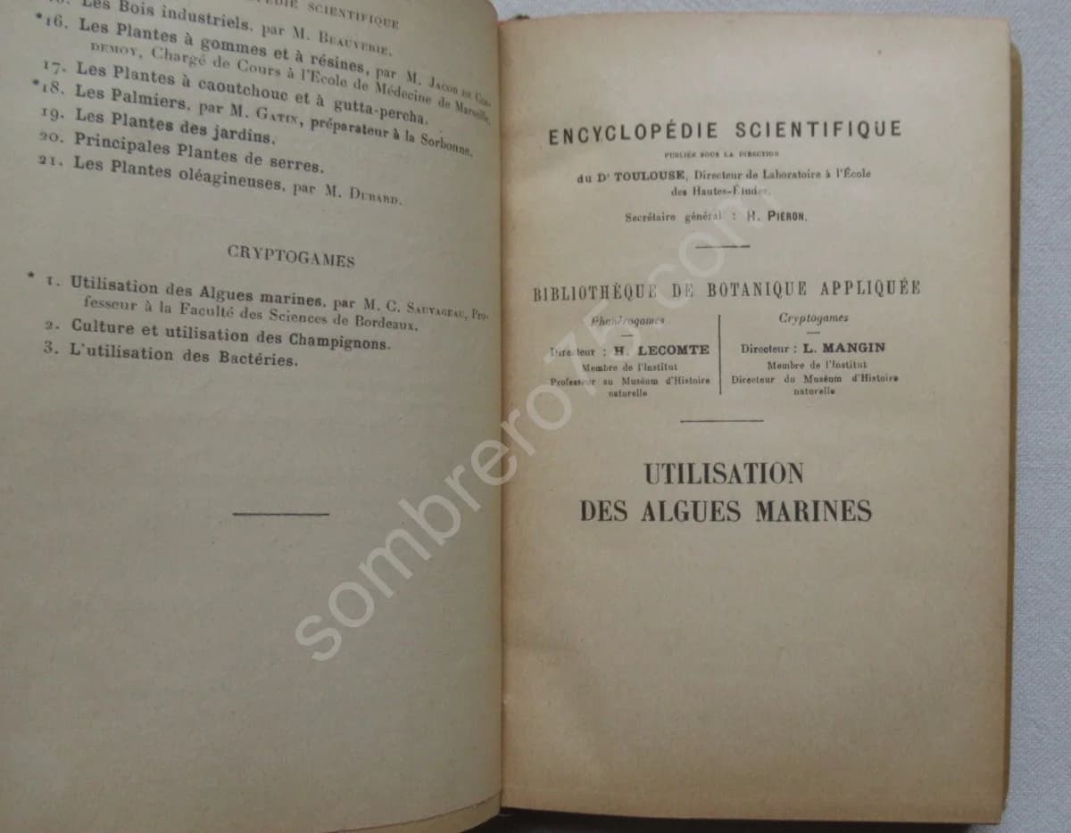 Utilisation des Algues Marines - Image 4