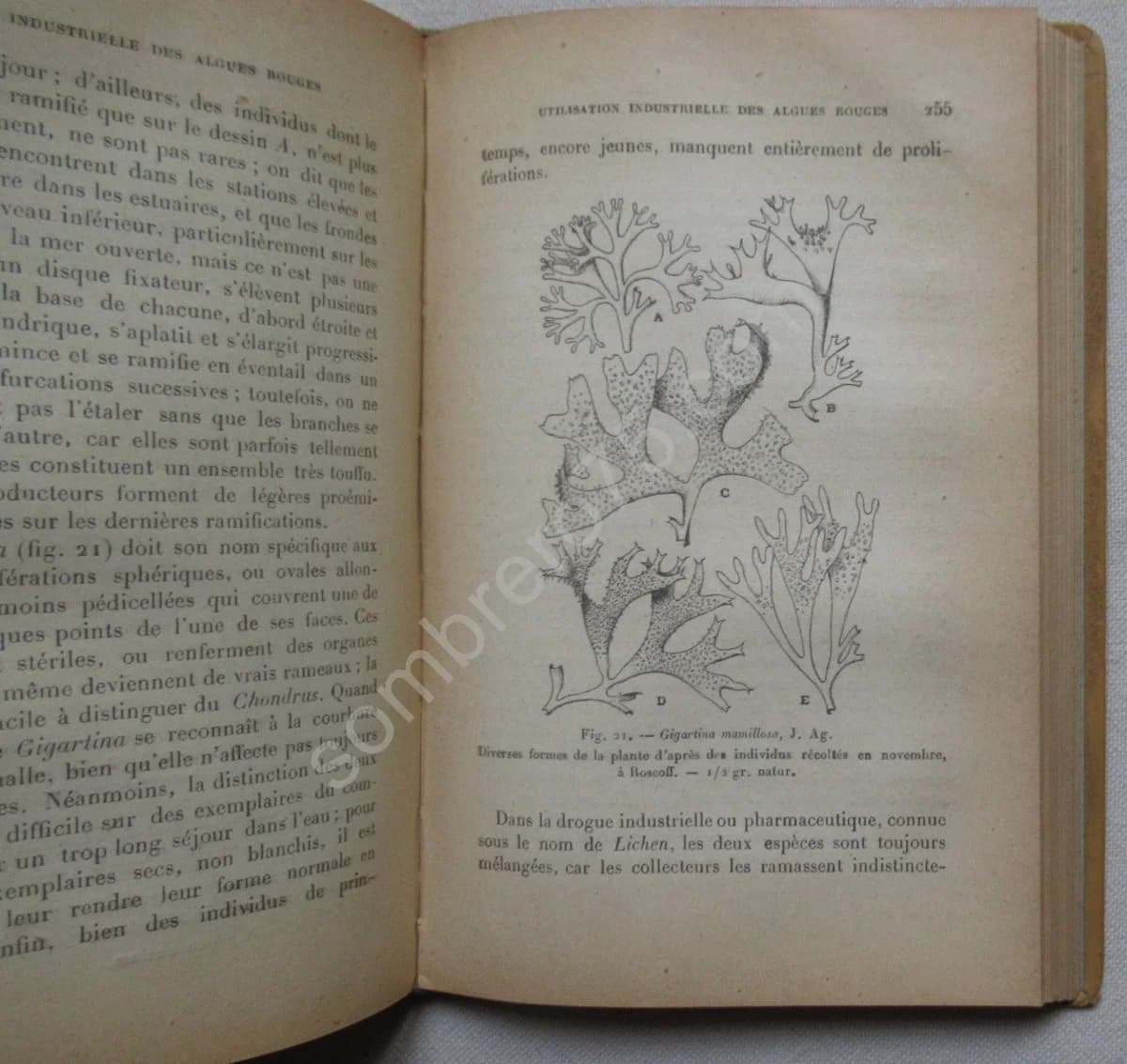 Utilisation des Algues Marines - Image 5