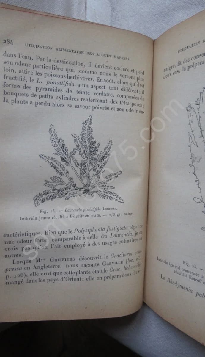 Utilisation des Algues Marines - Image 6