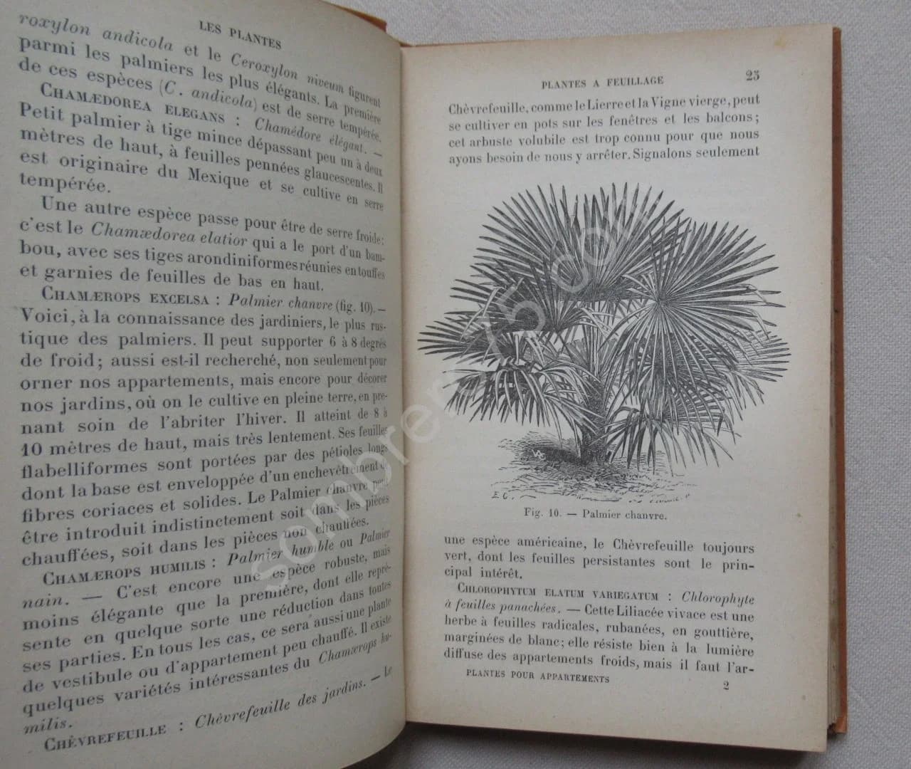 Les Plantes pour appartements et fenêtres. G BELLAIR - Image 3