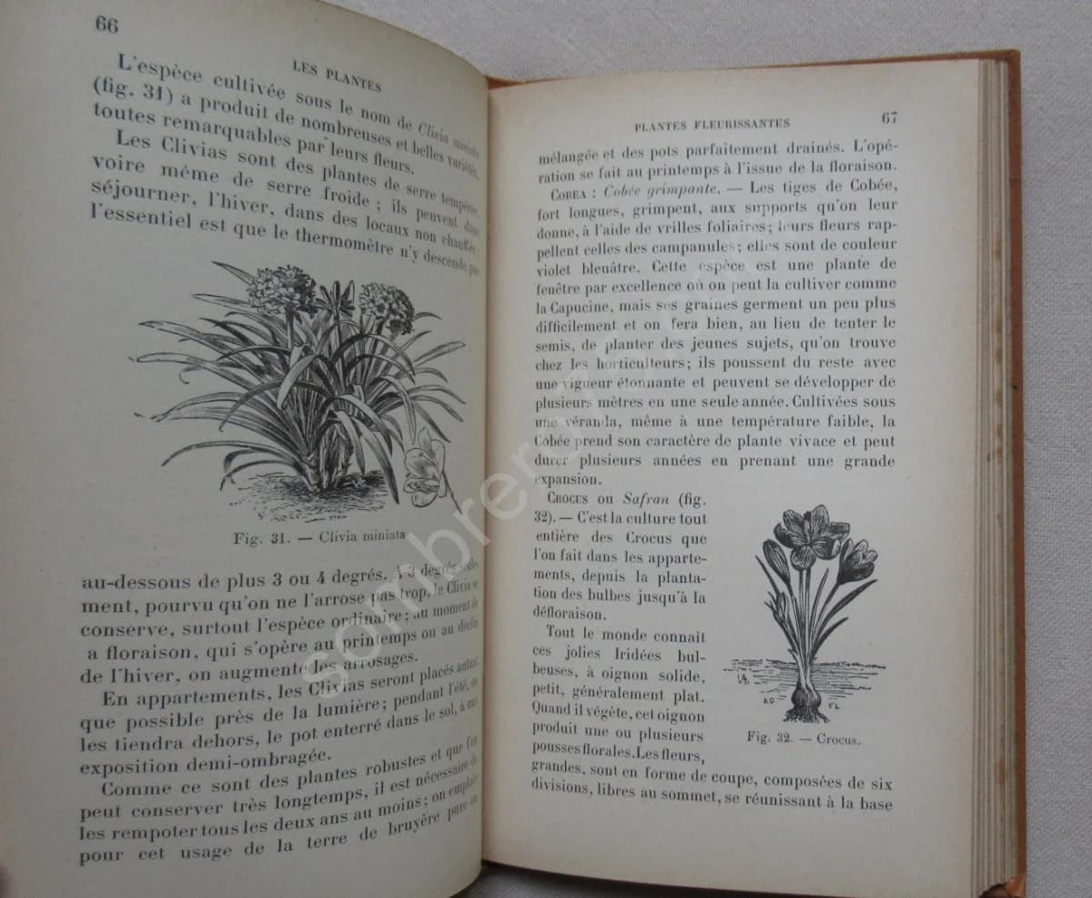 Les Plantes pour appartements et fenêtres. G BELLAIR - Image 4