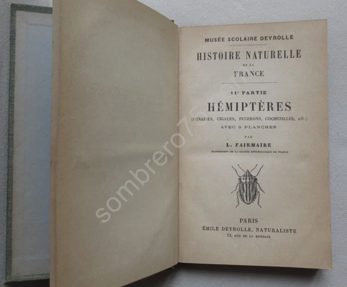 Hémiptères (punaises, cigales, pucerons, cochenilles..) - Image 2