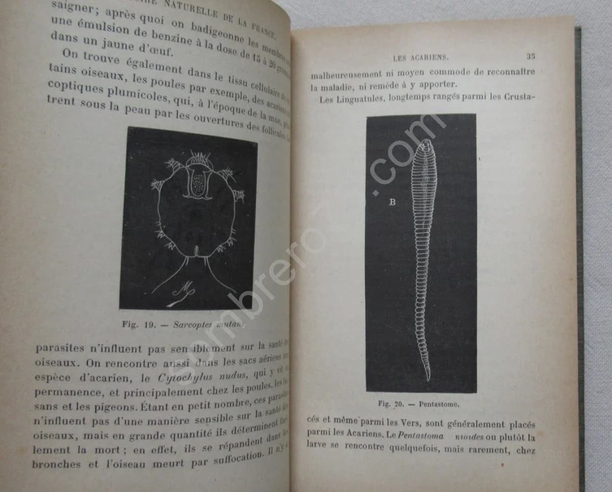 Acariens, crustacés myriapodes - Image 3