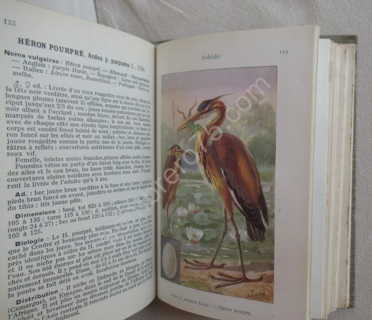 Les Oiseaux de France XXVII - Image 6