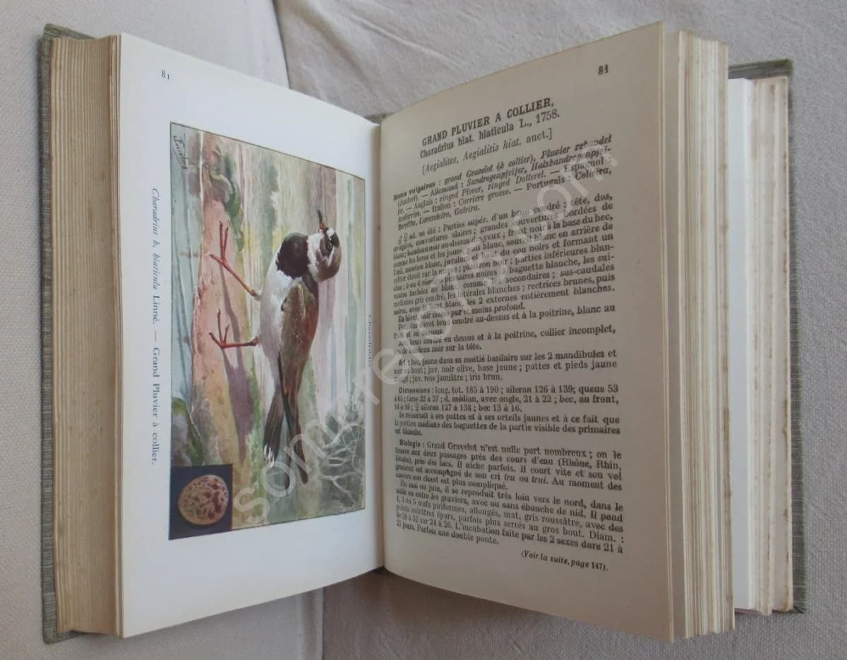 Les Oiseaux de France XXVII - Image 7