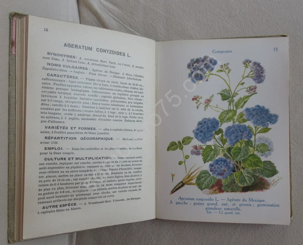 Les Fleurs de Jardins XXIX - Image 3