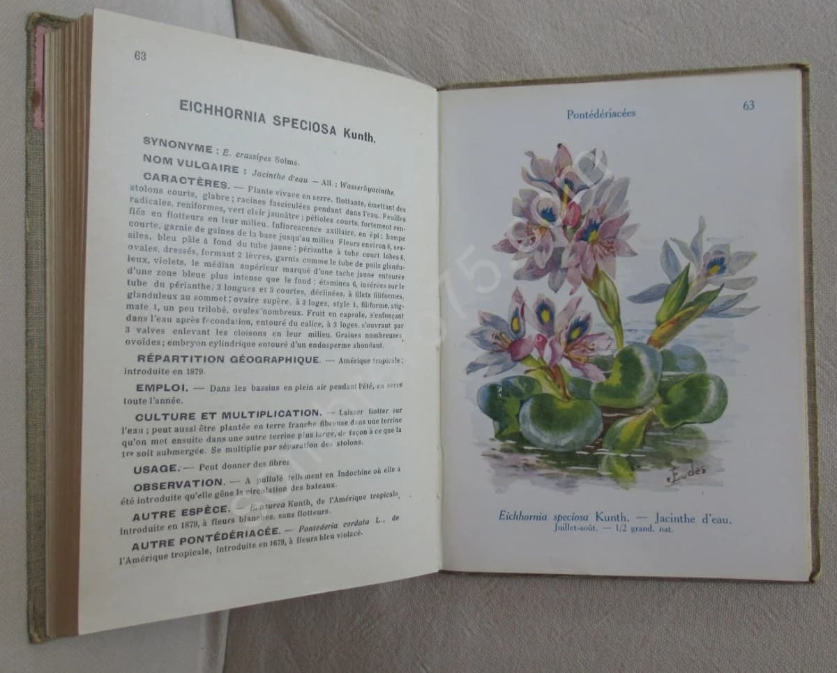 Les Fleurs de Jardins XXIX - Image 4