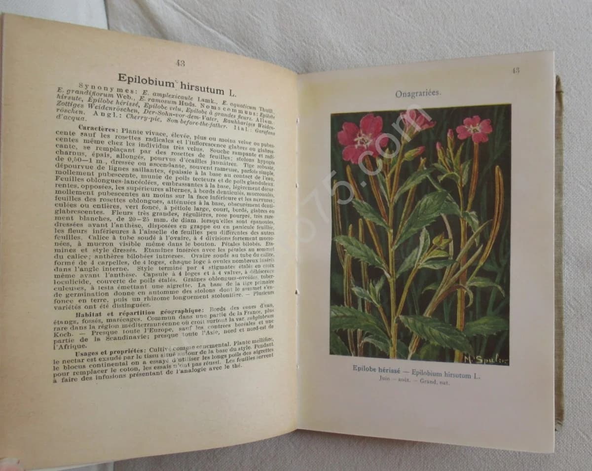 Les Fleurs des Marais, Lacs & Etangs V - Image 4