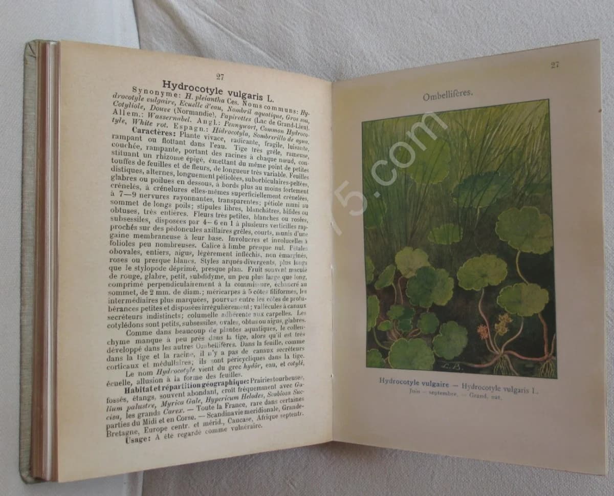 Les Fleurs des Marais, Lacs & Etangs V - Image 5