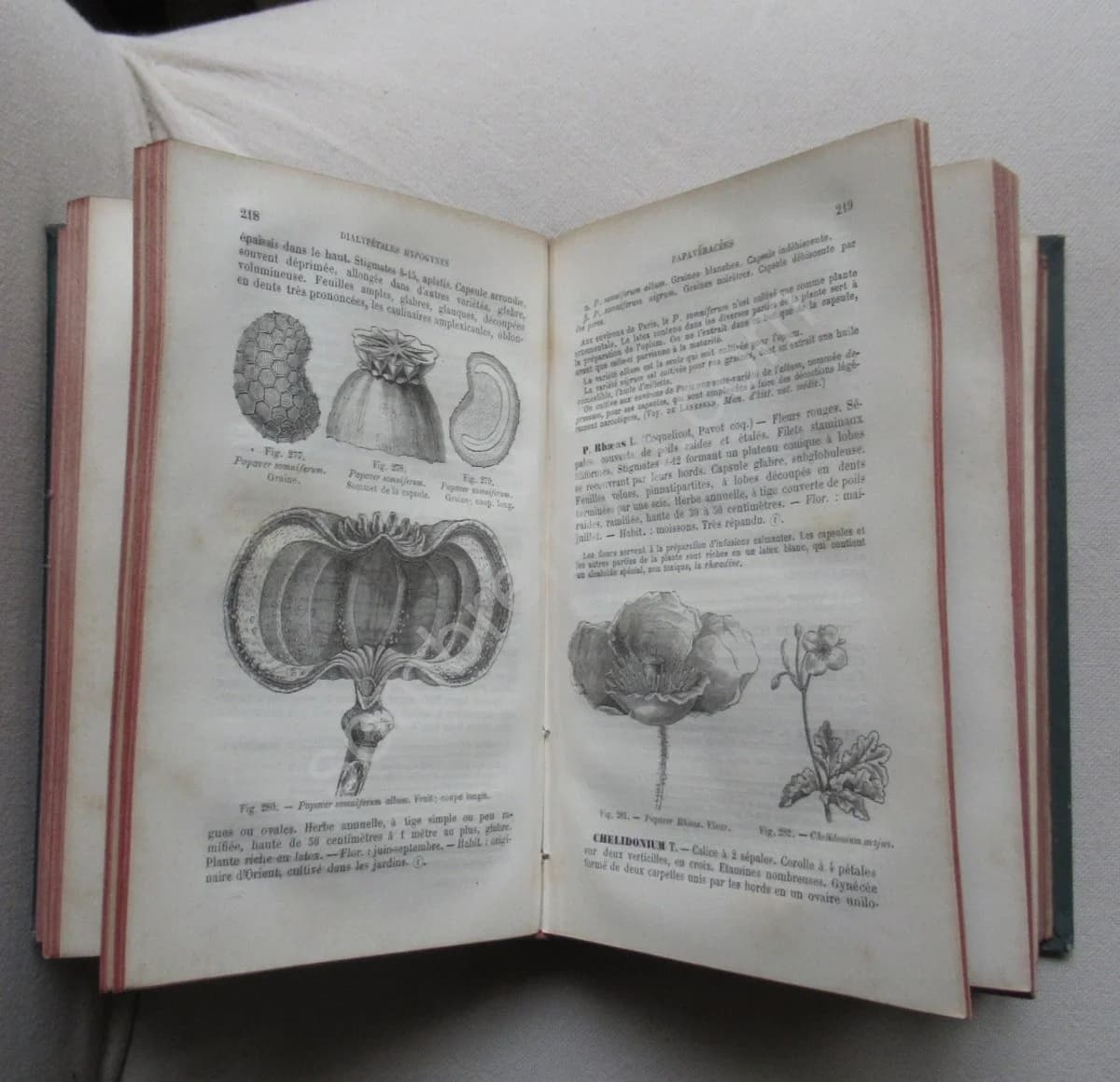 Flore de Paris. Phanérogames et Cryptogames - Image 4