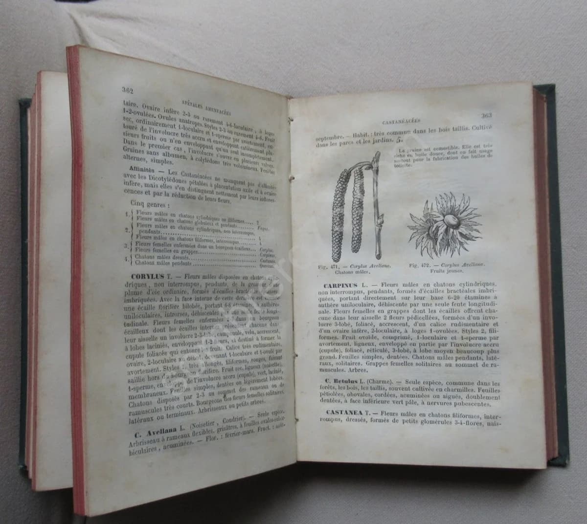 Flore de Paris. Phanérogames et Cryptogames - Image 5