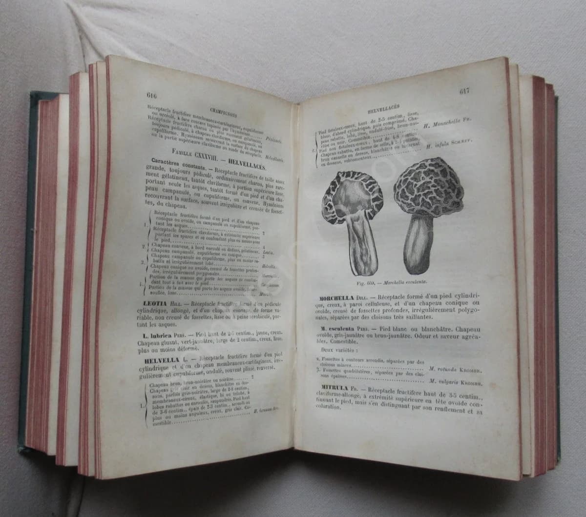 Flore de Paris. Phanérogames et Cryptogames - Image 7