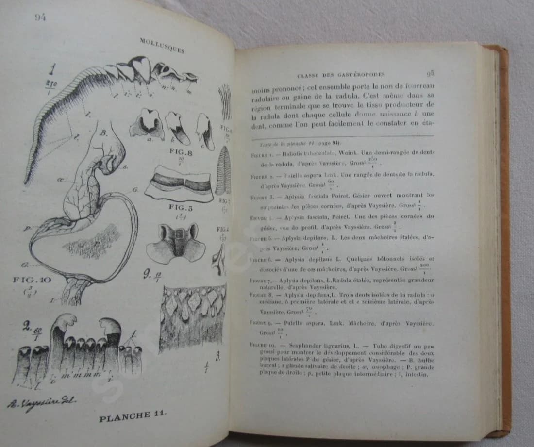 Mollusques de la France et des Régions Voisines - Image 5