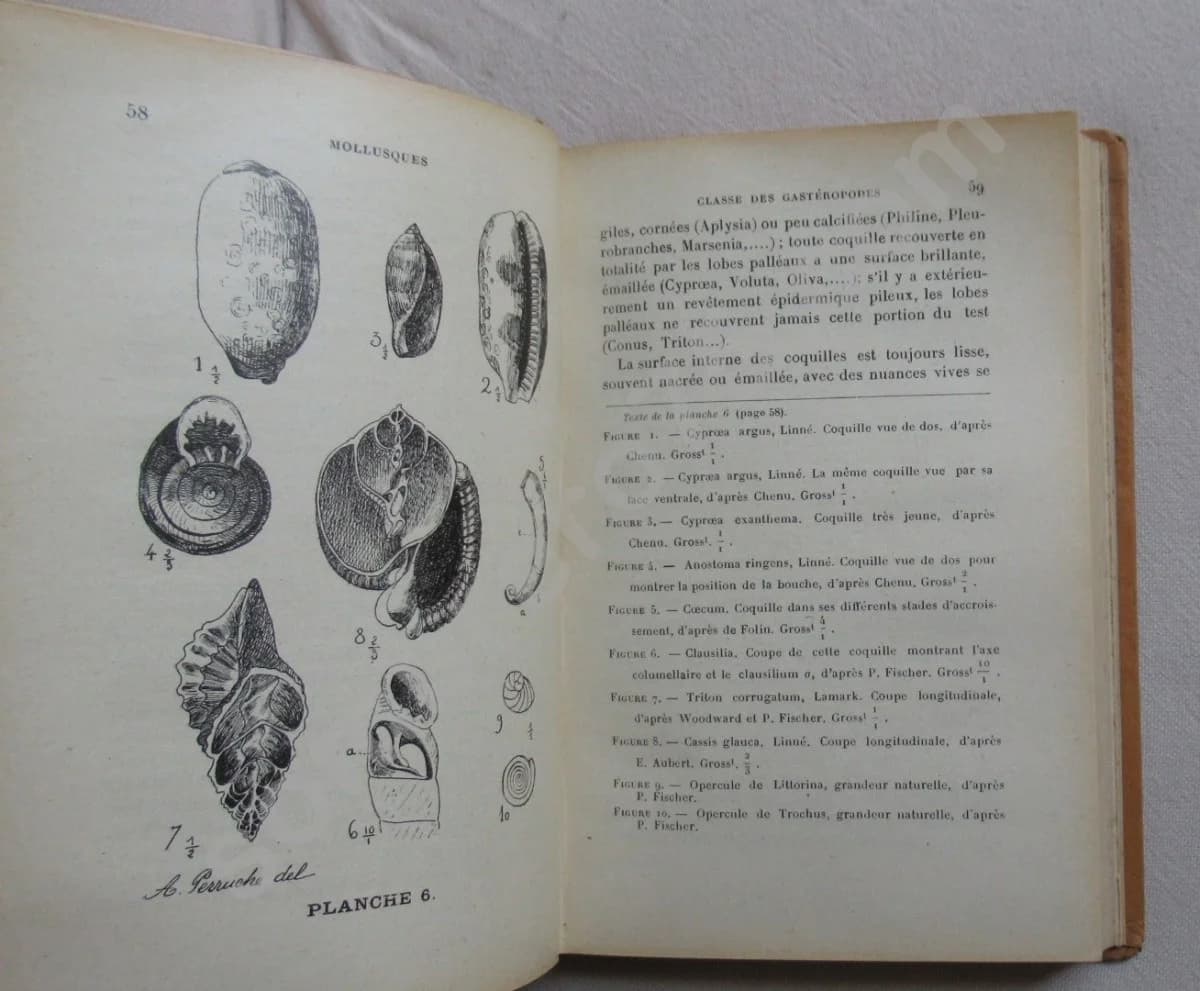 Mollusques de la France et des Régions Voisines - Image 6