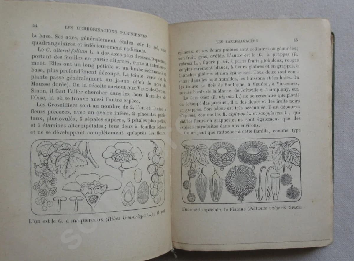 Les Herborisations Parisiennes.. 1890 - Image 5