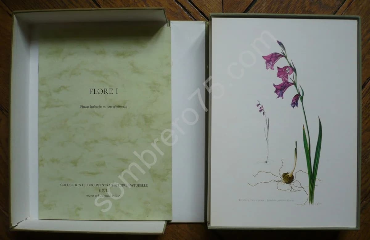 Flore d'Europe I - Plantes Herbacées et sous arbrisseaux. Caspari et Grossmann - Image 2