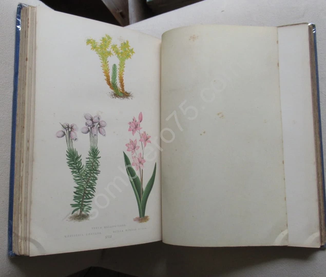 Alpine Plants - Image 4