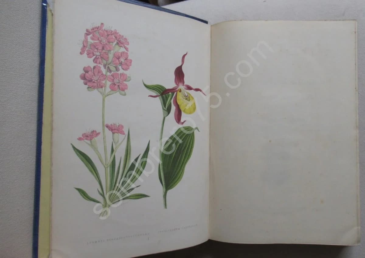 Alpine Plants - Image 5