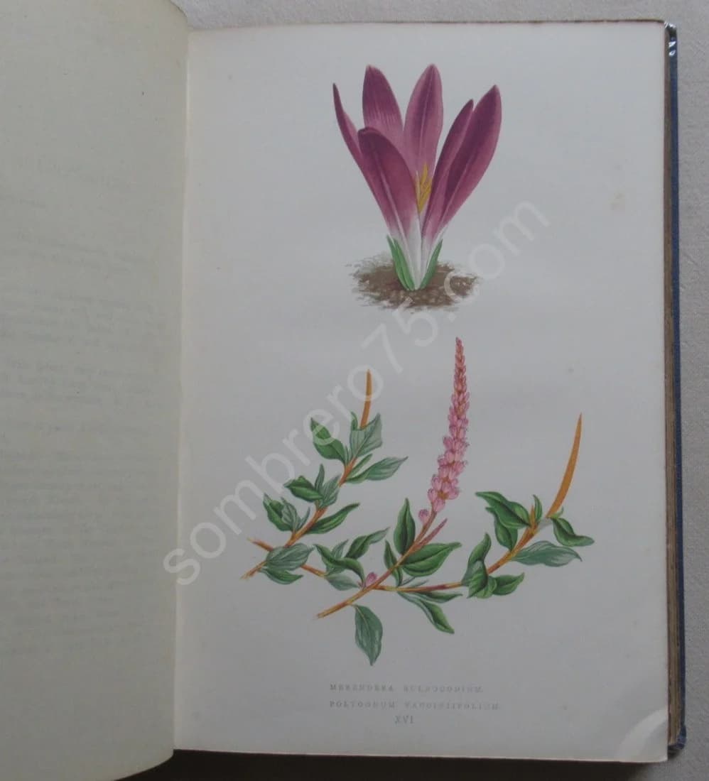 Alpine Plants - Image 6