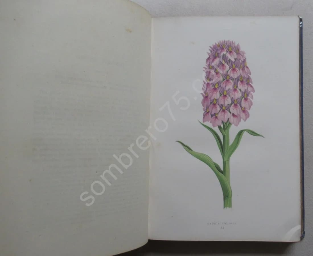 Alpine Plants - Image 7