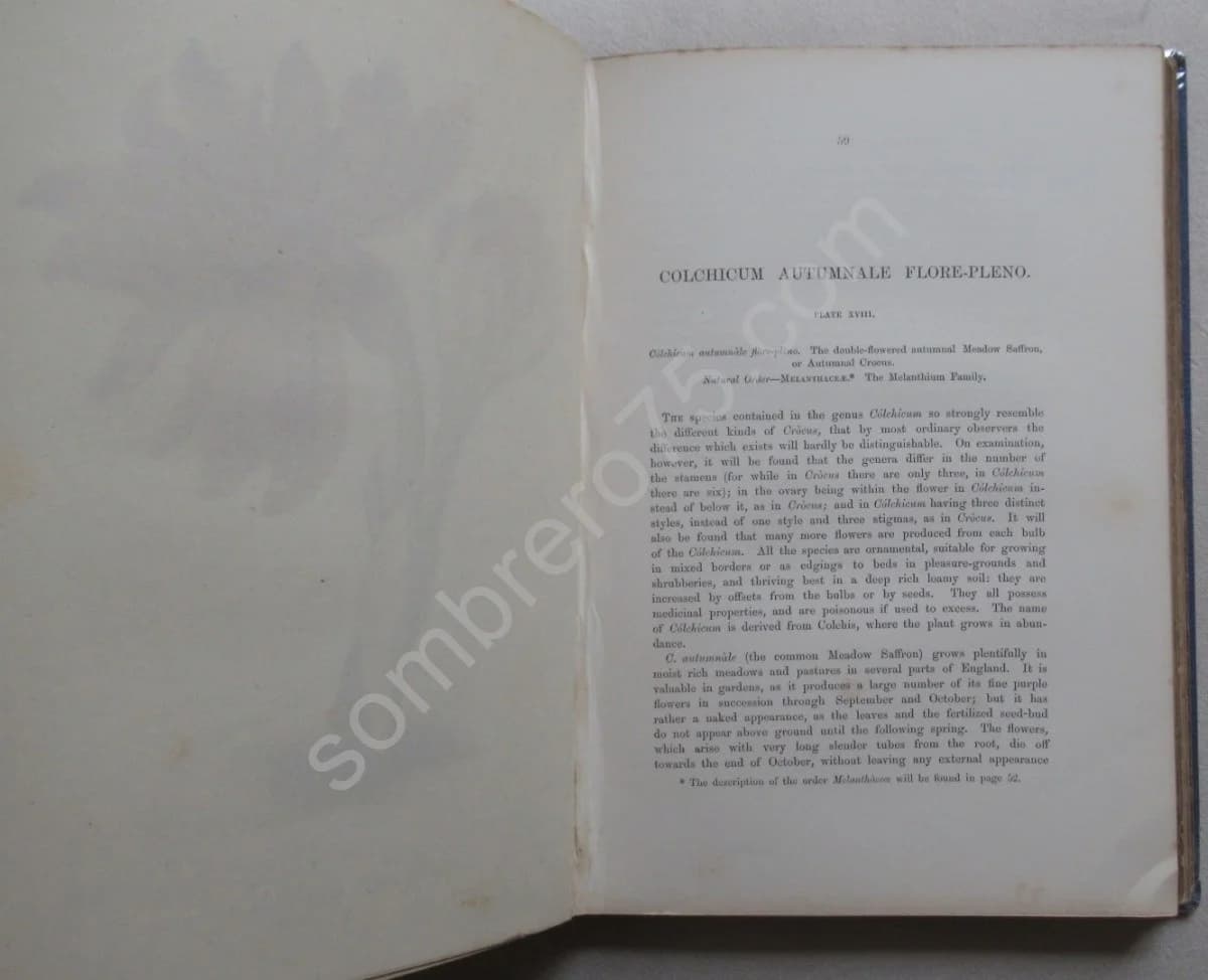 Alpine Plants - Image 8