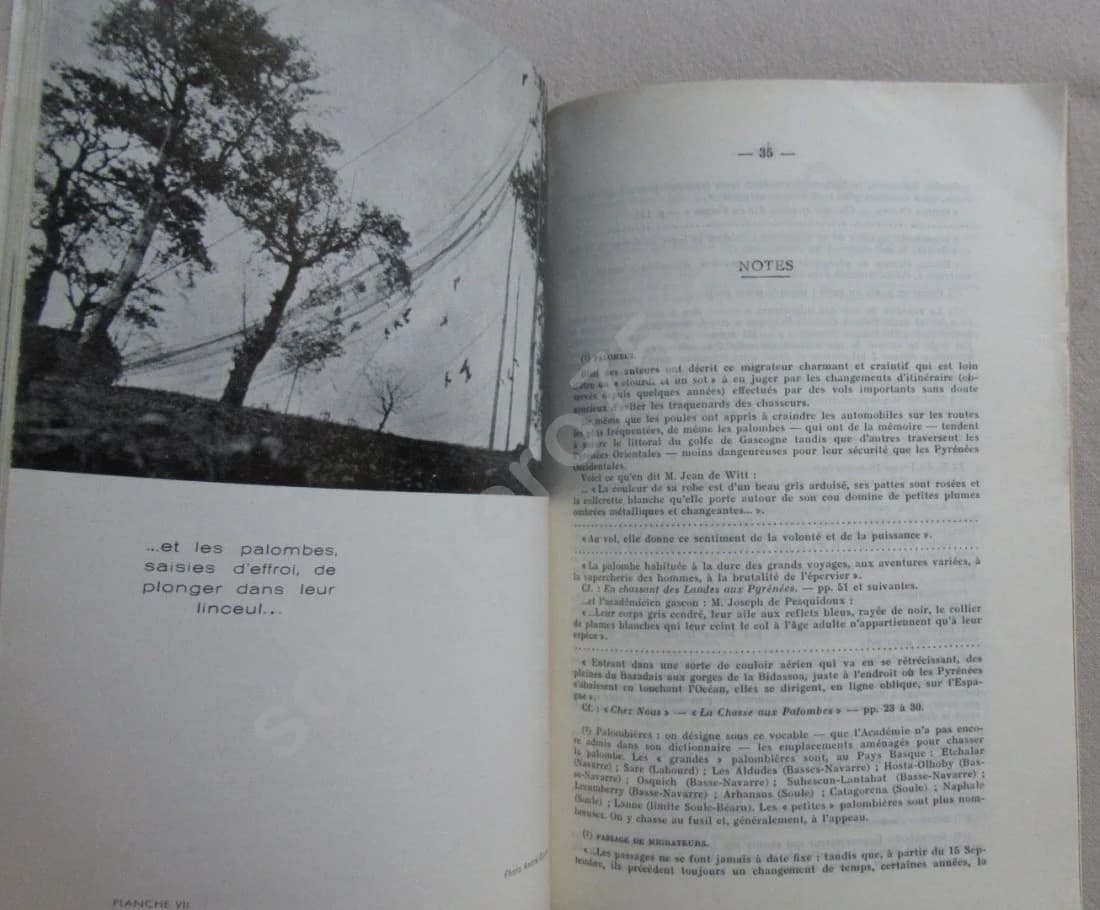 Pays Basque - La Chasse à la Palombe. Jacques de Saint Pastou - Image 4