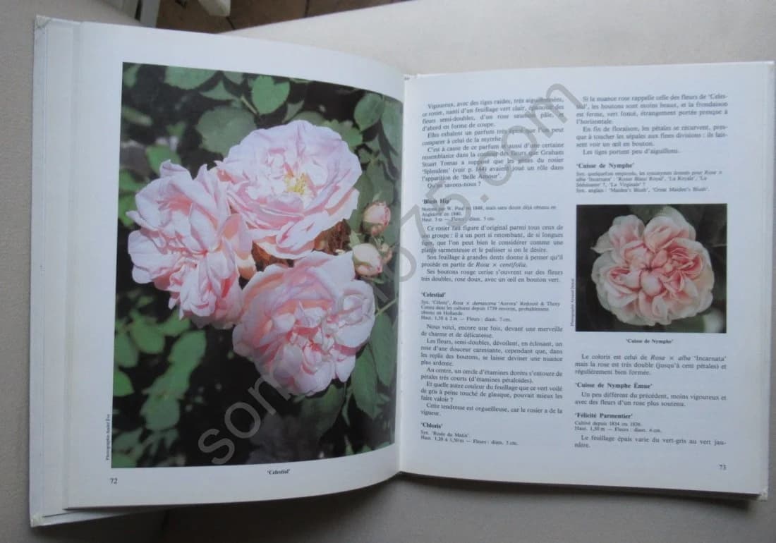 Les Roses Anciennes - Image 4