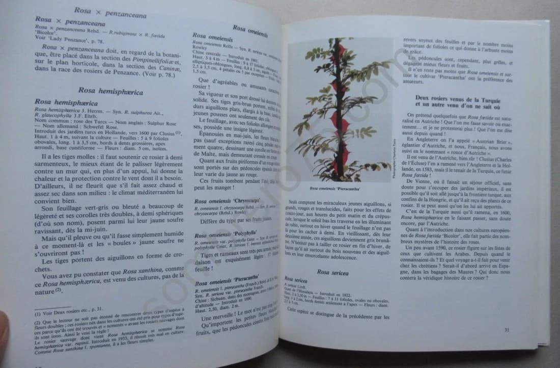 Les Roses Anciennes - Image 5