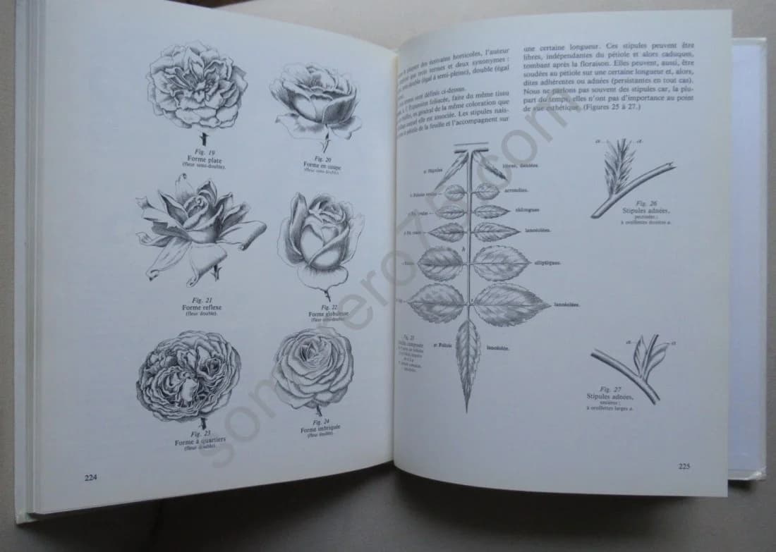 Les Roses Anciennes - Image 6