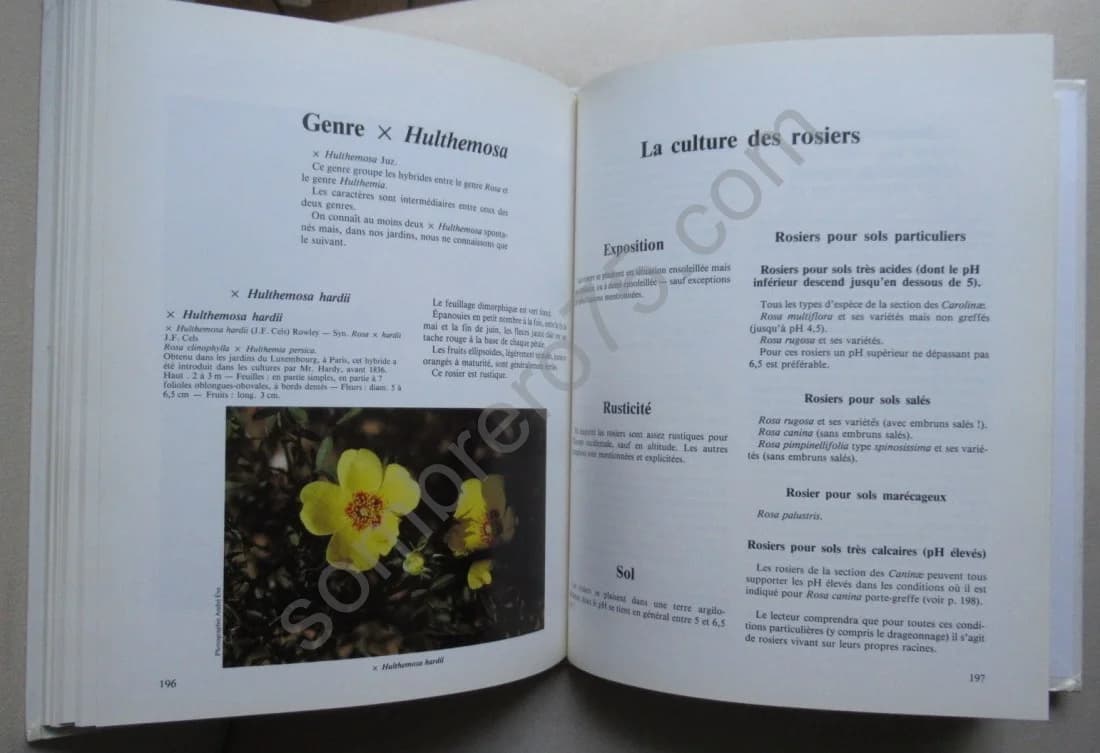 Les Roses Anciennes - Image 7