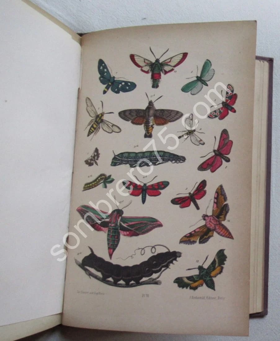Guide du Jeune Naturaliste. Les Papillons de France. 1880 - Image 11