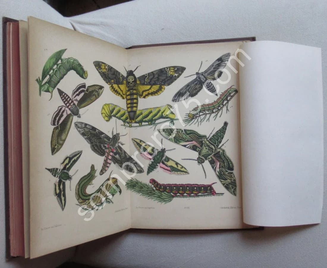 Guide du Jeune Naturaliste. Les Papillons de France. 1880 - Image 12