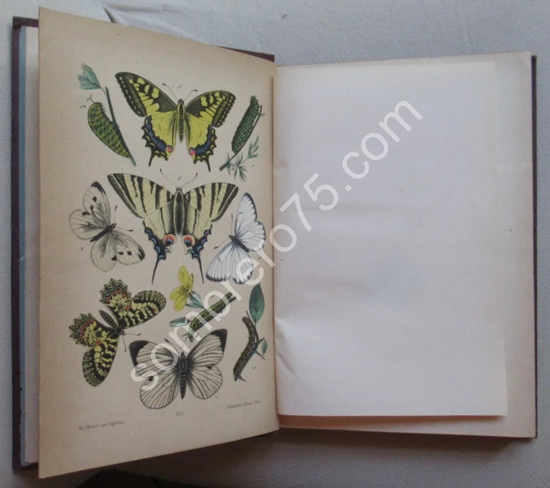 Guide du Jeune Naturaliste. Les Papillons de France. 1880 - Image 3