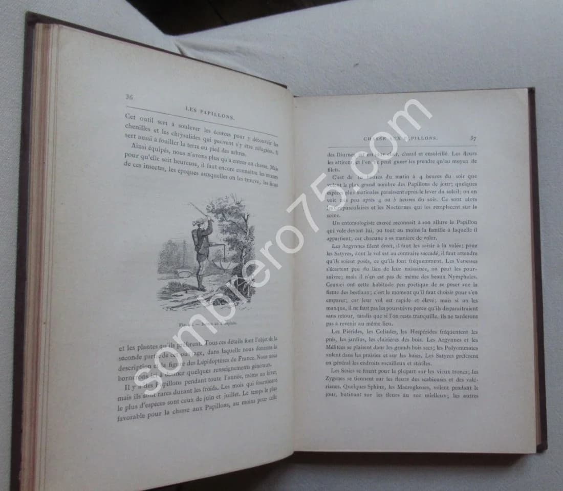 Guide du Jeune Naturaliste. Les Papillons de France. 1880 - Image 7
