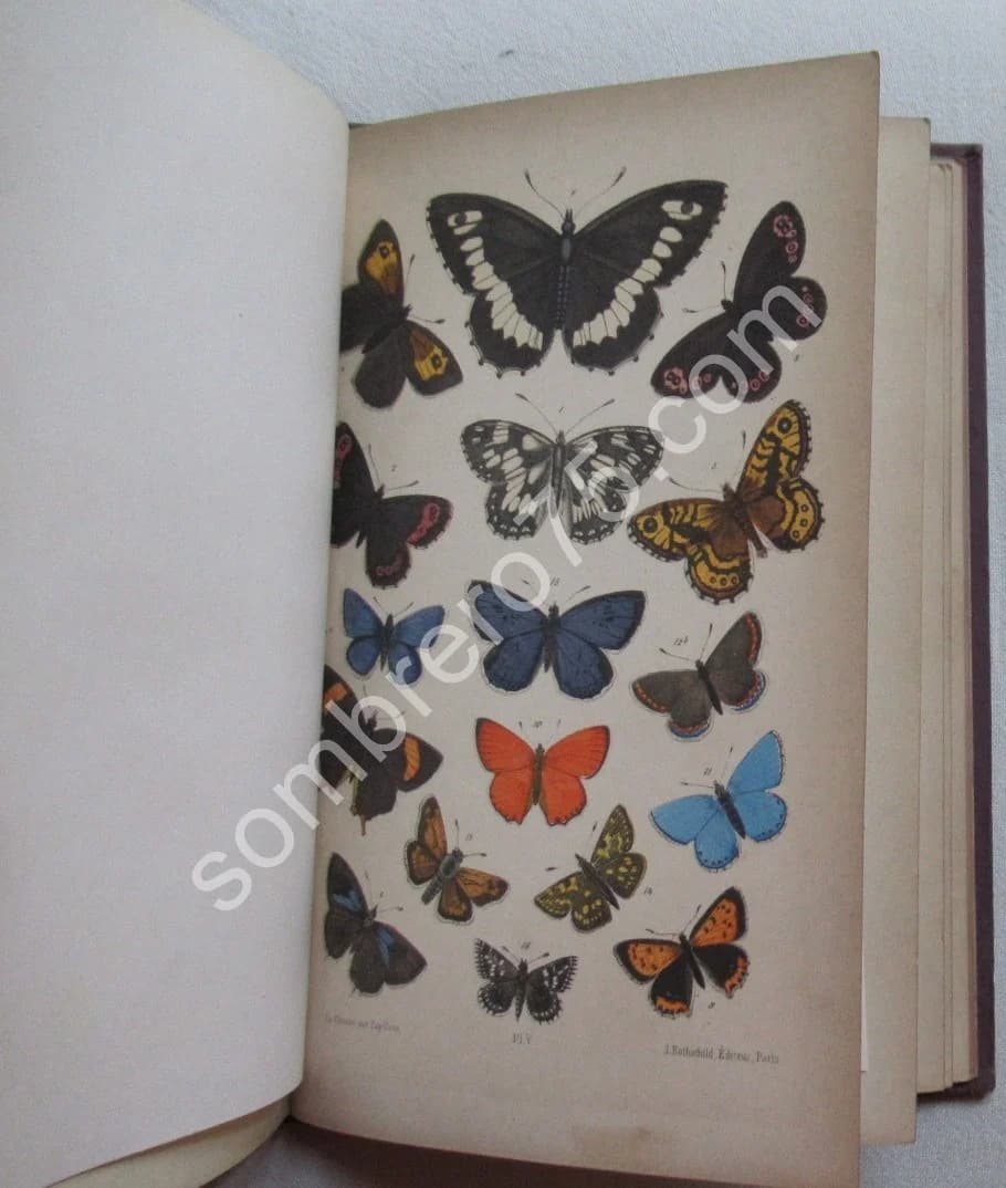 Guide du Jeune Naturaliste. Les Papillons de France. 1880 - Image 10