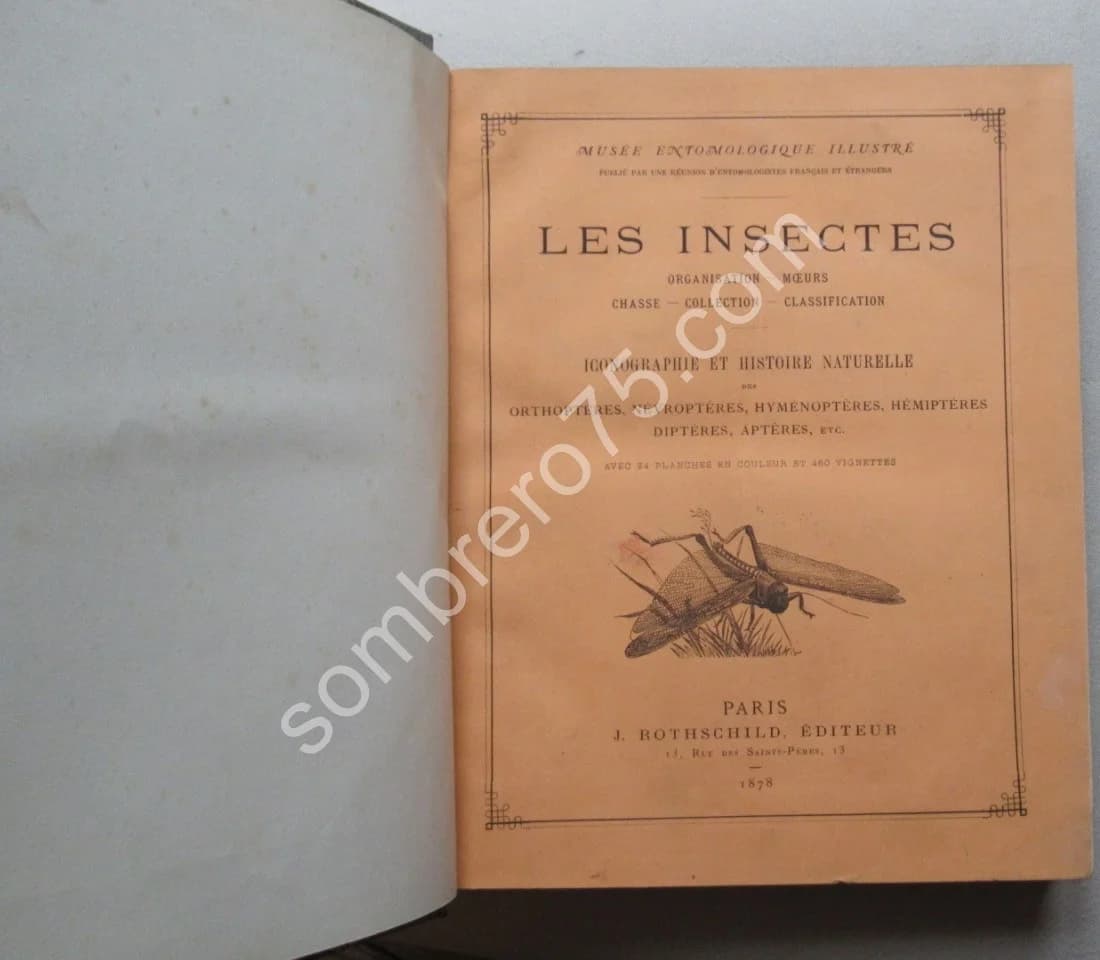 Les Insectes. Iconographie et Histoire Naturelle. Tome 3. 1878 - Image 2