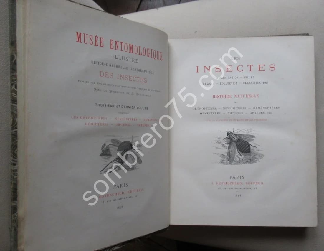 Les Insectes. Iconographie et Histoire Naturelle. Tome 3. 1878 - Image 3