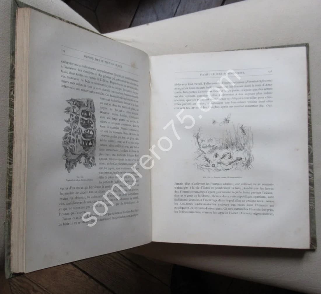 Les Insectes. Iconographie et Histoire Naturelle. Tome 3. 1878 - Image 5