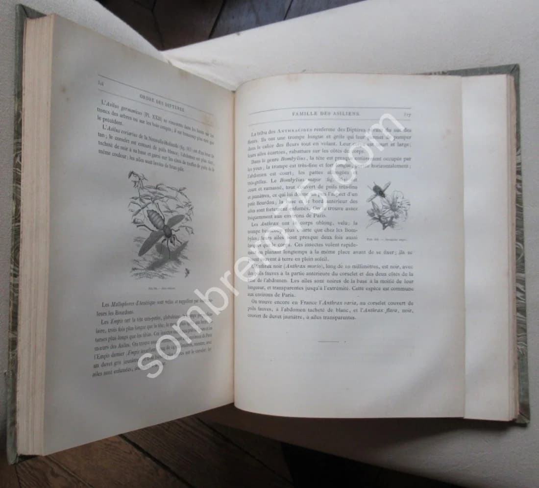Les Insectes. Iconographie et Histoire Naturelle. Tome 3. 1878 - Image 6