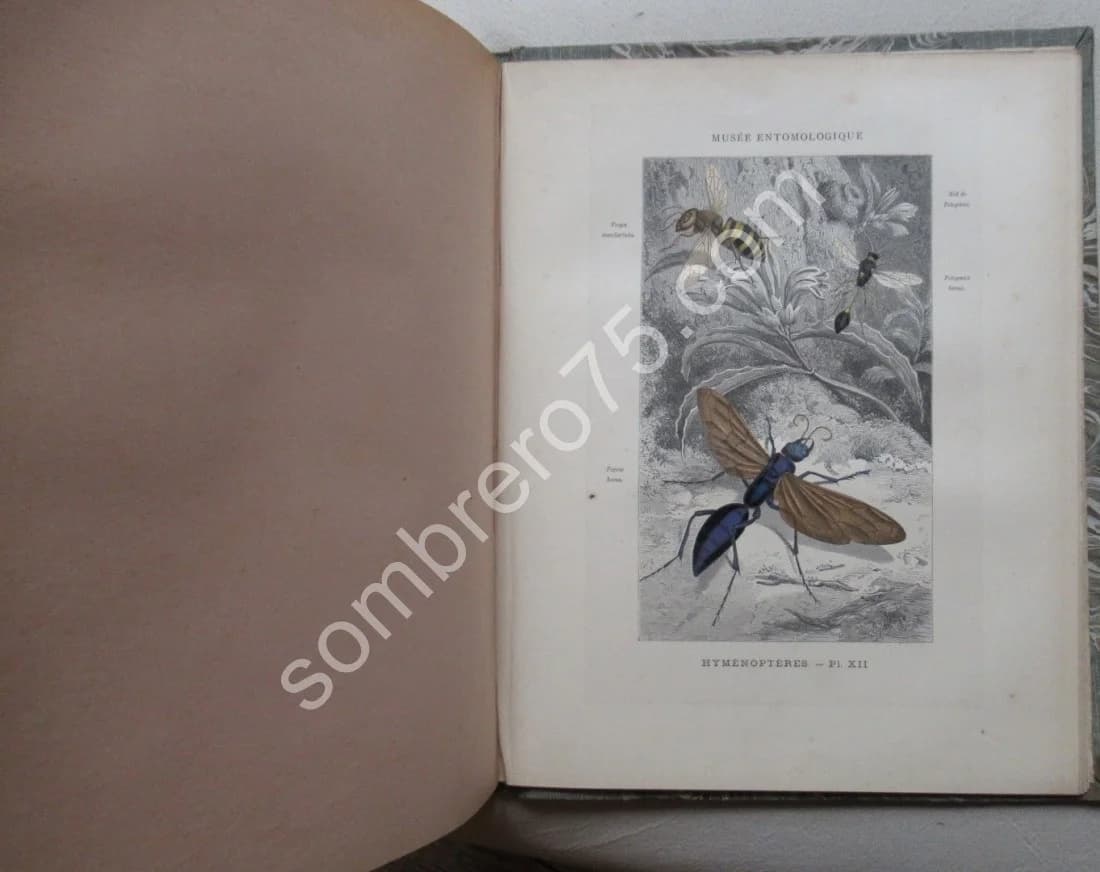 Les Insectes. Iconographie et Histoire Naturelle. Tome 3. 1878 - Image 7