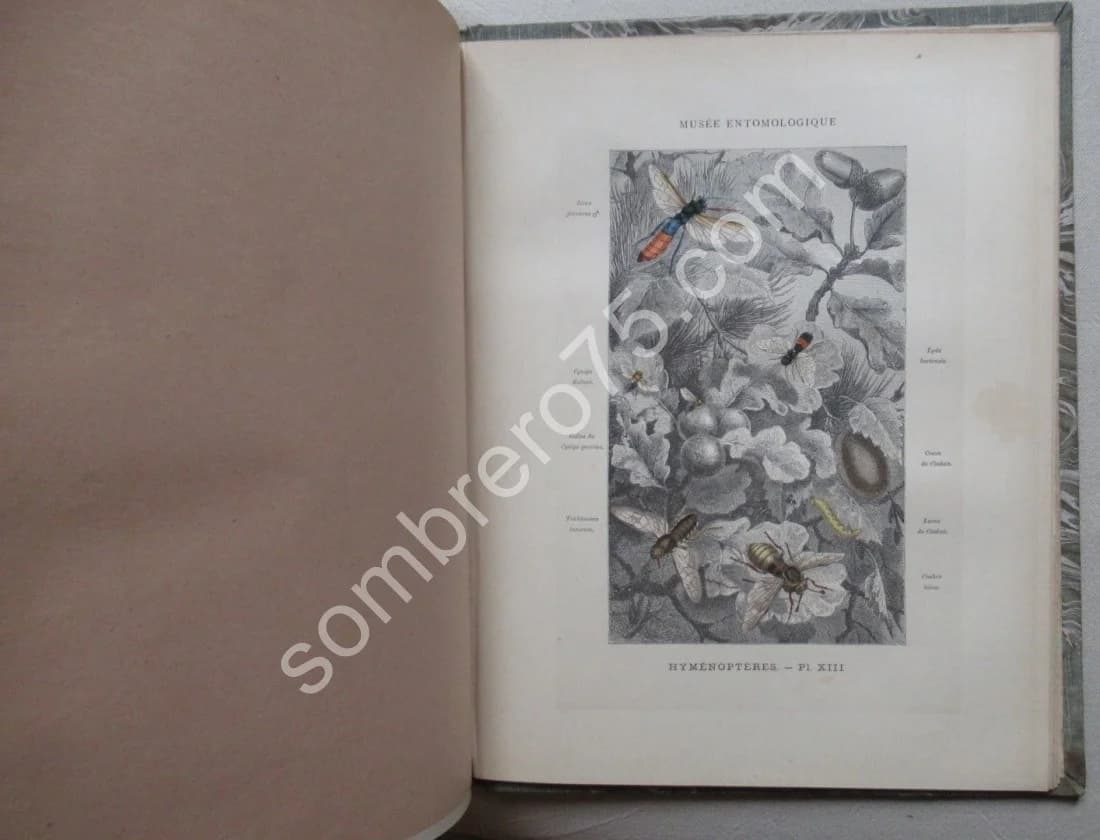 Les Insectes. Iconographie et Histoire Naturelle. Tome 3. 1878 - Image 8