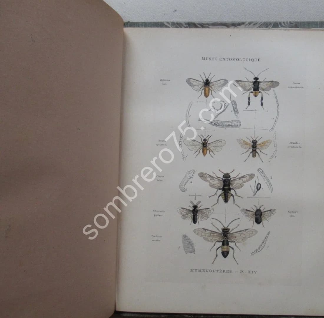 Les Insectes. Iconographie et Histoire Naturelle. Tome 3. 1878 - Image 9